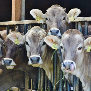 Qualities That Good Angus Cattle Should Have